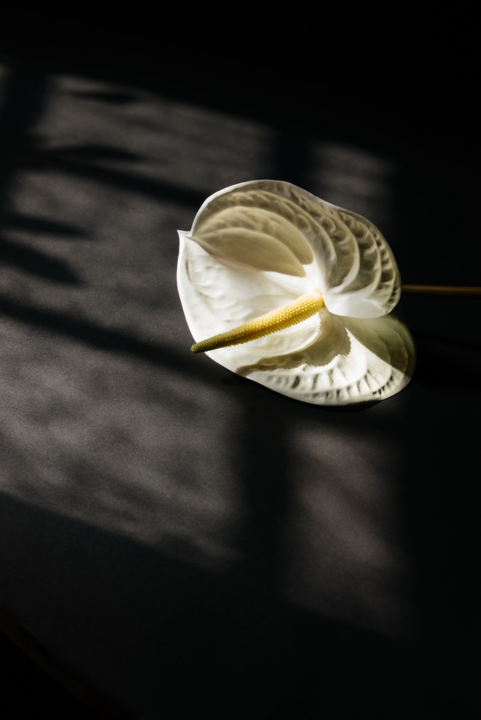 Product Image for 